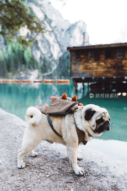 在Dolomites阿尔卑斯山的Lago Di braes背包毛茸茸的旅行者